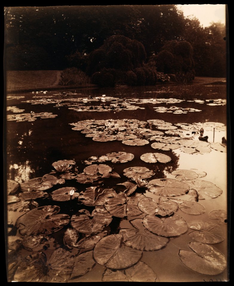 Eugène Atget, Water Lilies - Getty Museum