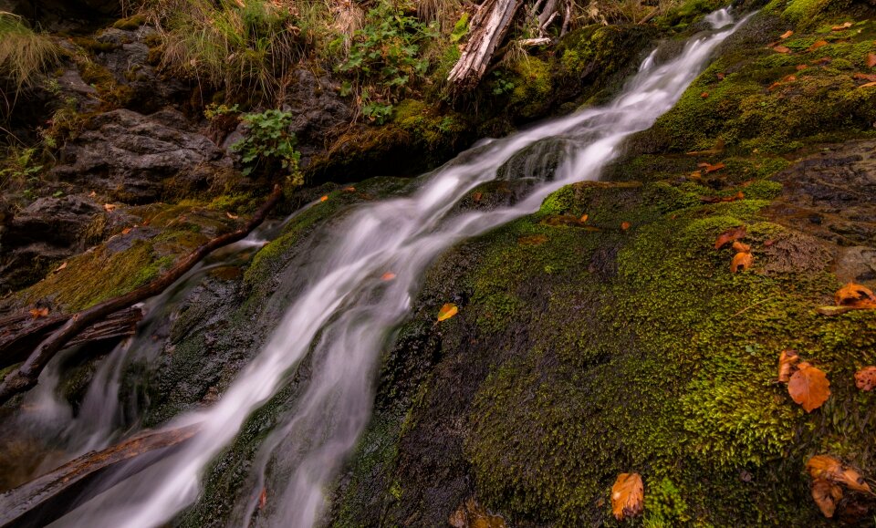 Moss leaf fall photo