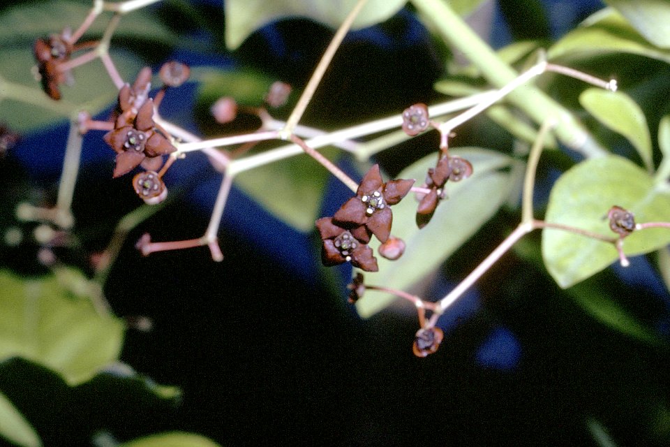 Euonymus atropurpureus NRCS