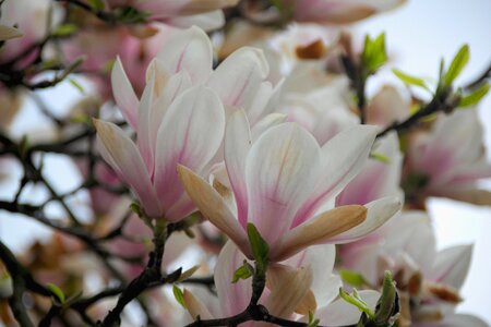 Spring nature magnolia flower photo