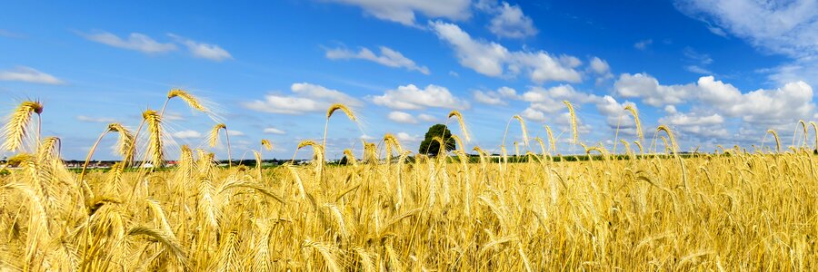 Sky wheat wheat field