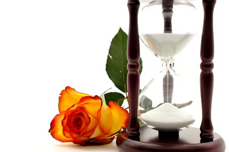 Wait rose rose bloom