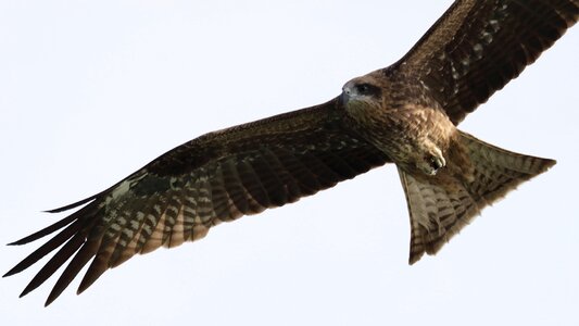 Eagle wildlife hawk photo