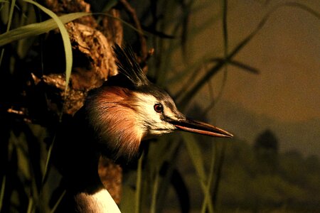 Plumage animal world nature