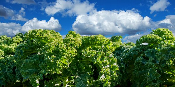 Kale kohl agriculture