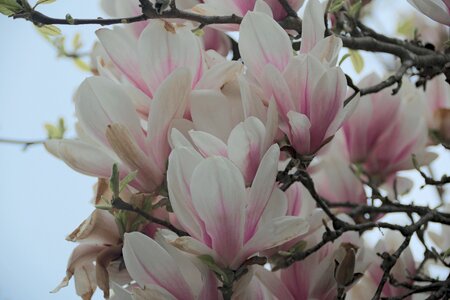 Spring nature magnolia flower photo