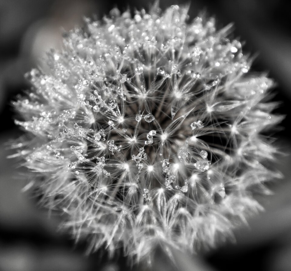 Blossom bloom drop of water