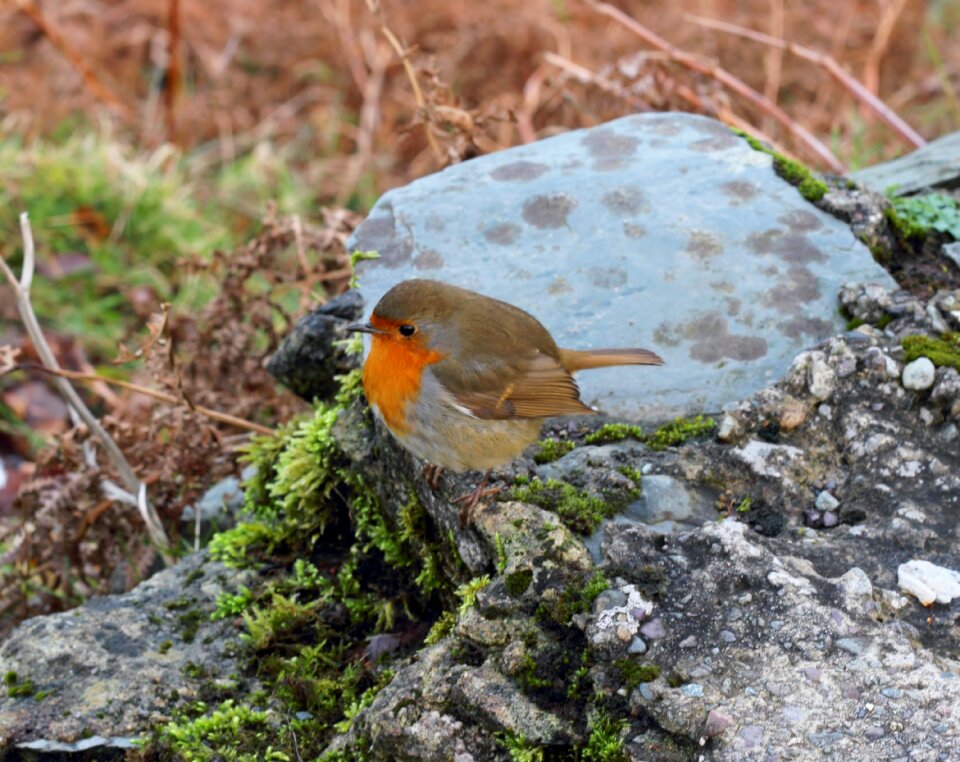 Kerry ireland red robin