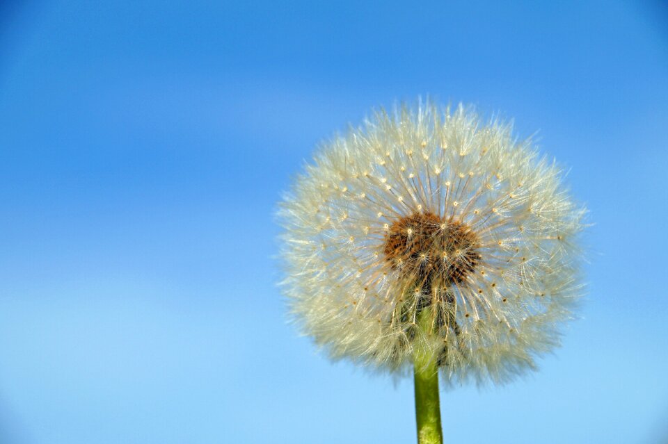 Summer plant spring