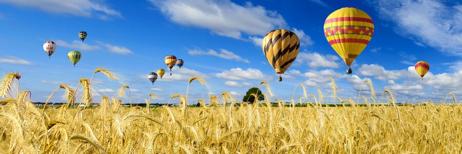 Sky wheat wheat field