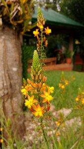 Cellular mobile flower