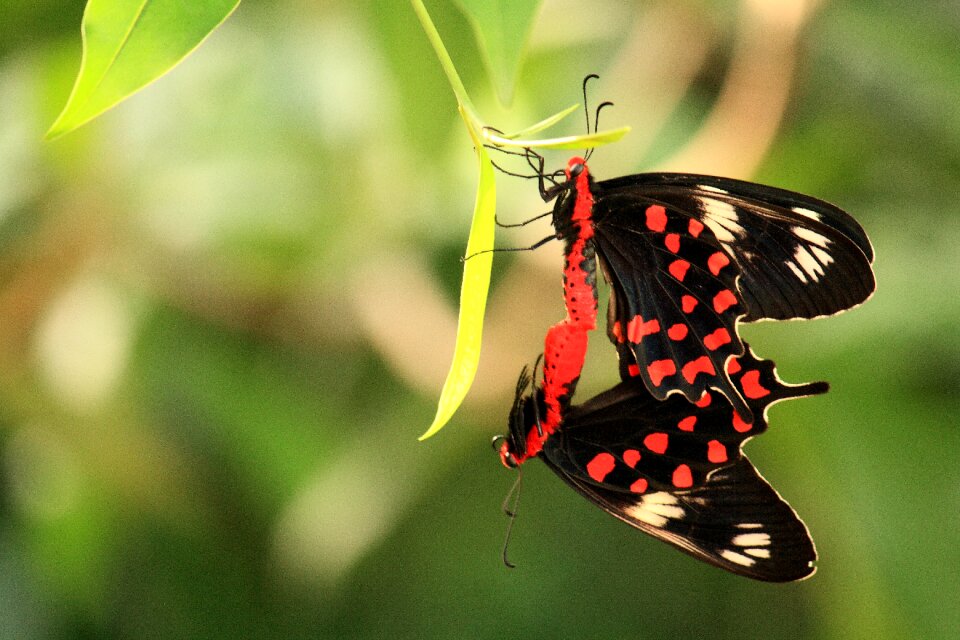 Wing outdoors summer photo