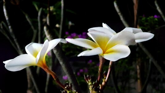 White flower nature