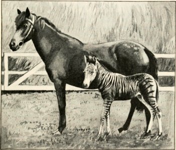 Evolution and animal life; an elementary discussion of facts, processes, laws and theories relating to the life and evolution of animals (1907) (14586585048) photo