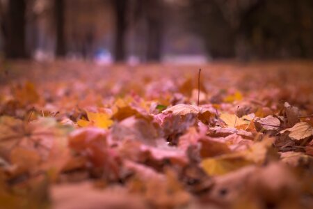 Fall nature blur photo