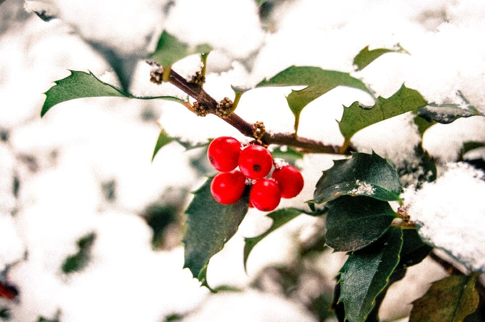 Tree plant nature