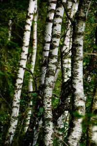 Log wood tree photo