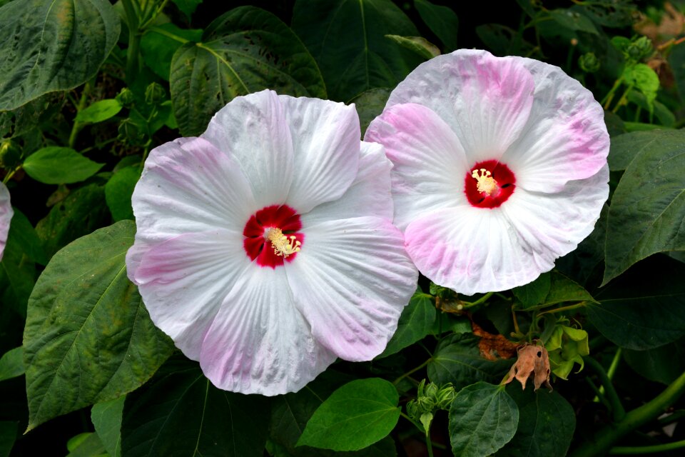 Garden macro closeup