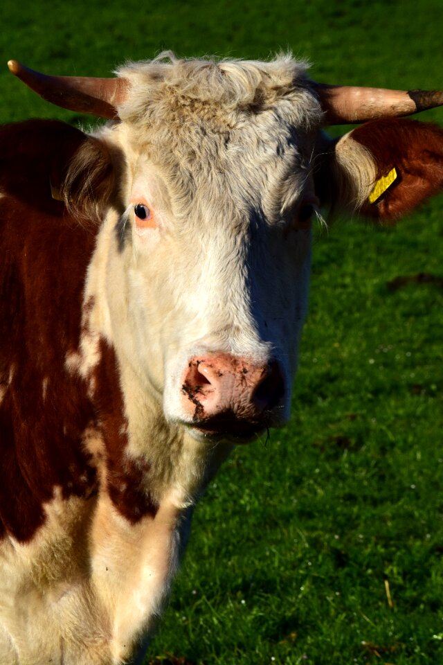 Animal cow head