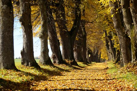 Linde allgäu avenue