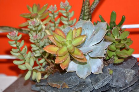 Offer event flower fat