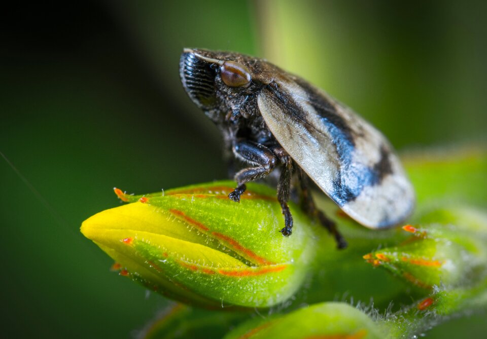 Living nature for ordinary high rot leafhopper macro