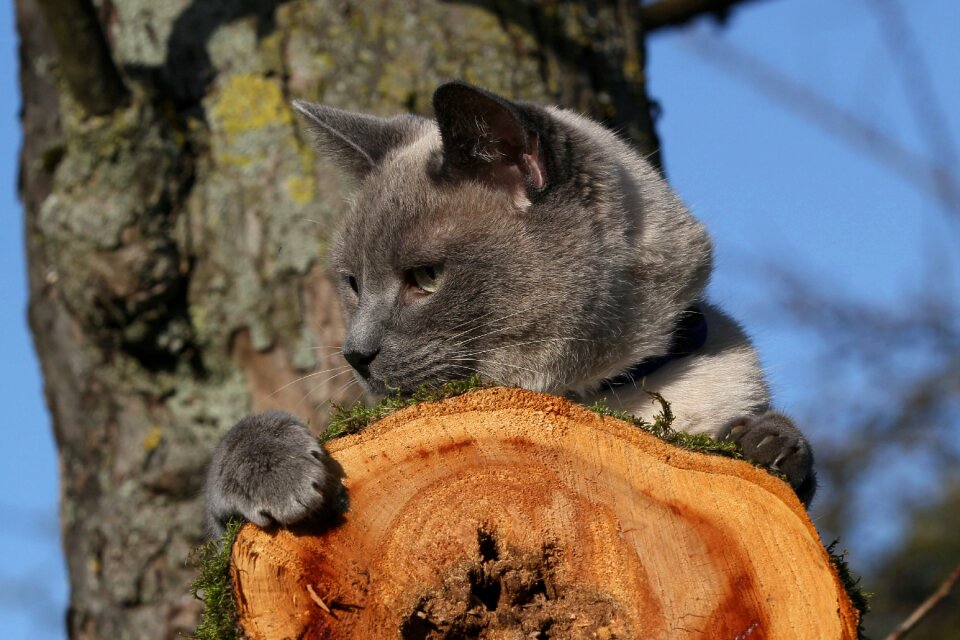 Nature tree animal