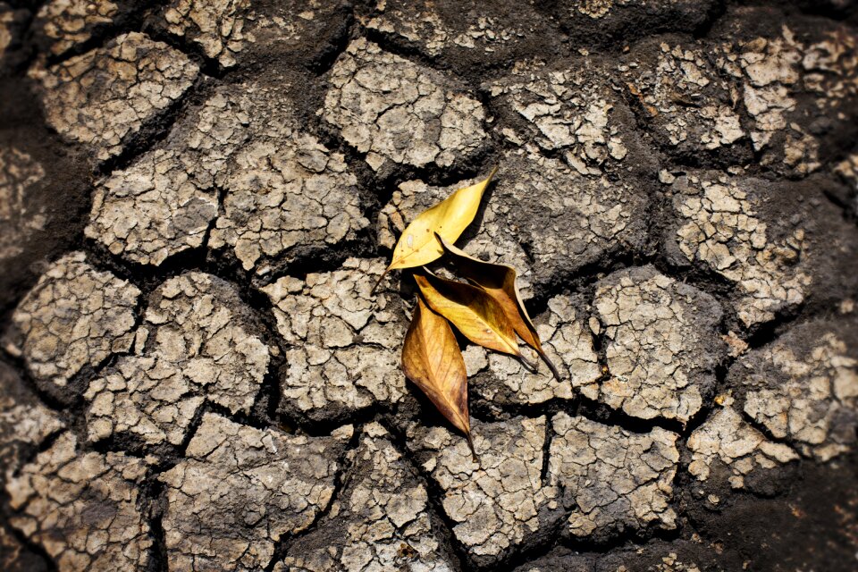 Nature foliage dries dry leaf