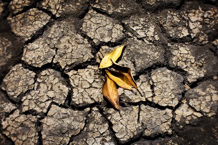 Nature foliage dries dry leaf photo