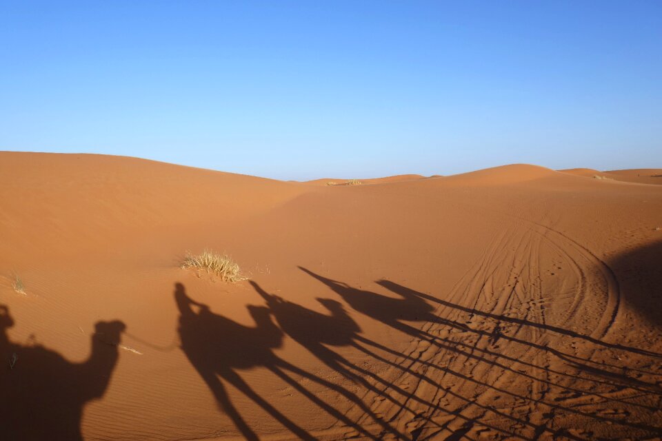 Camel morocco sand dune photo