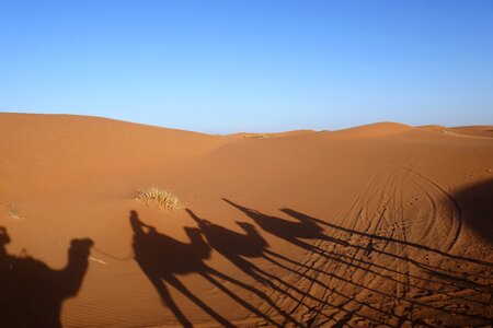 Camel morocco sand dune photo