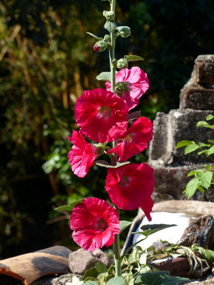Flower nature beautiful