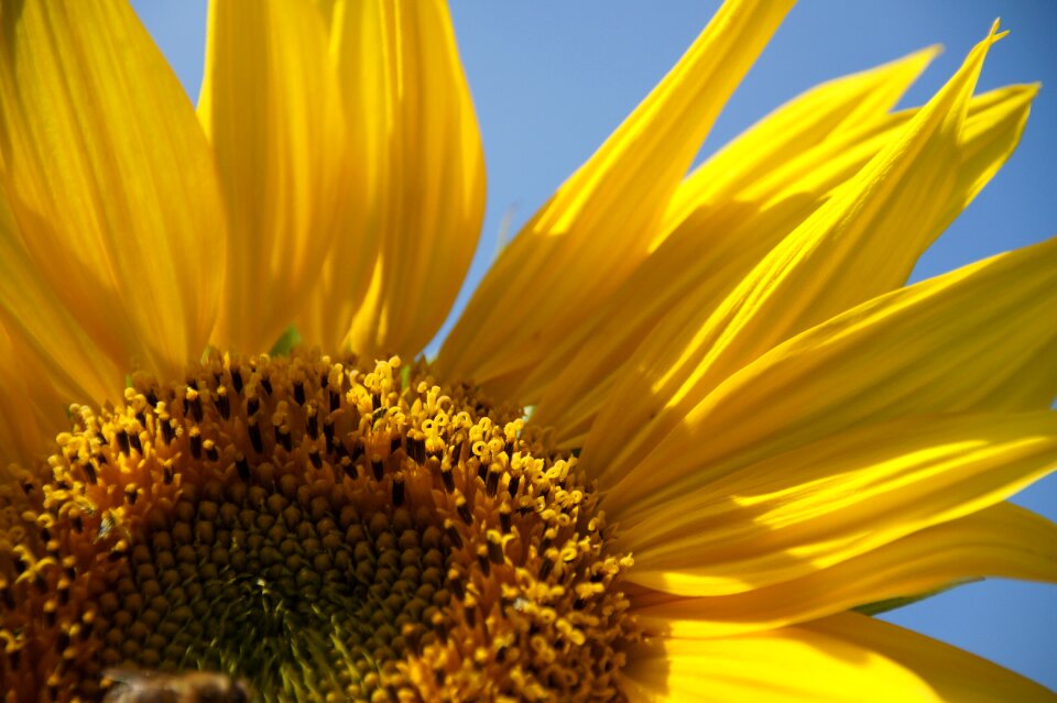 Bloom flower sun