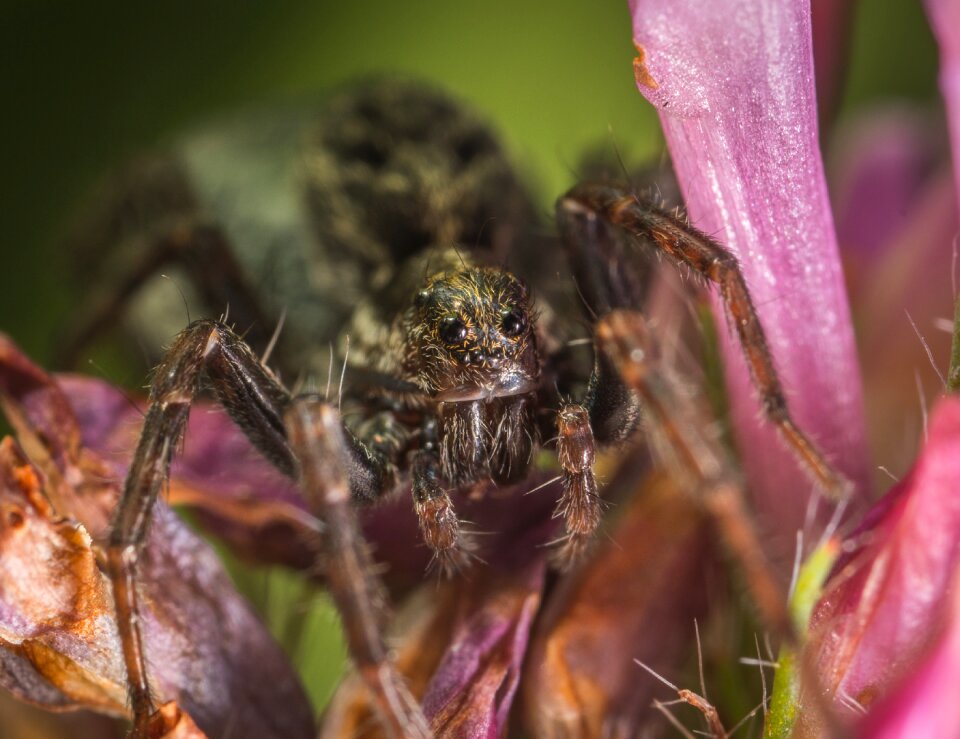 Nature animals arachnids