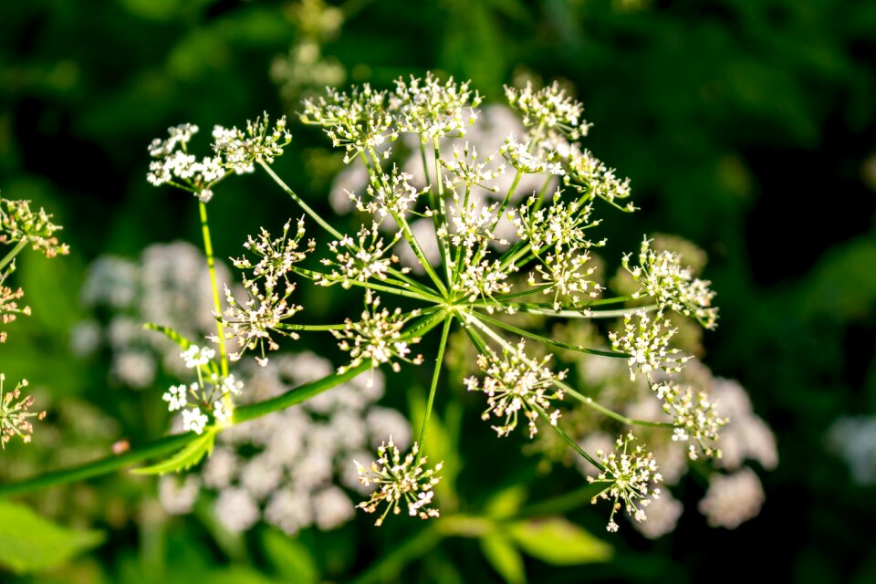 Nature greens summer
