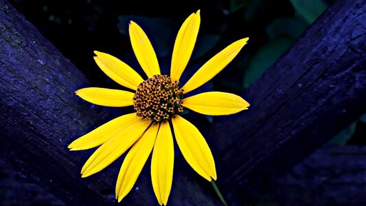 Plant macro garden