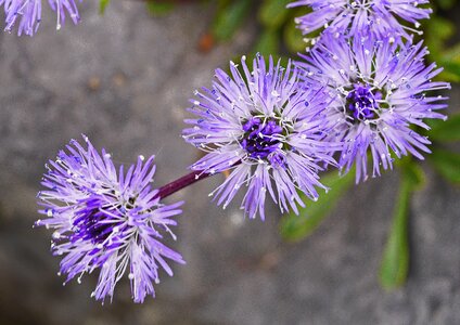 Stone garden alpine flowers