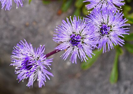 Stone garden alpine flowers photo