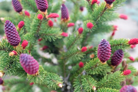 Tree evergreen nature