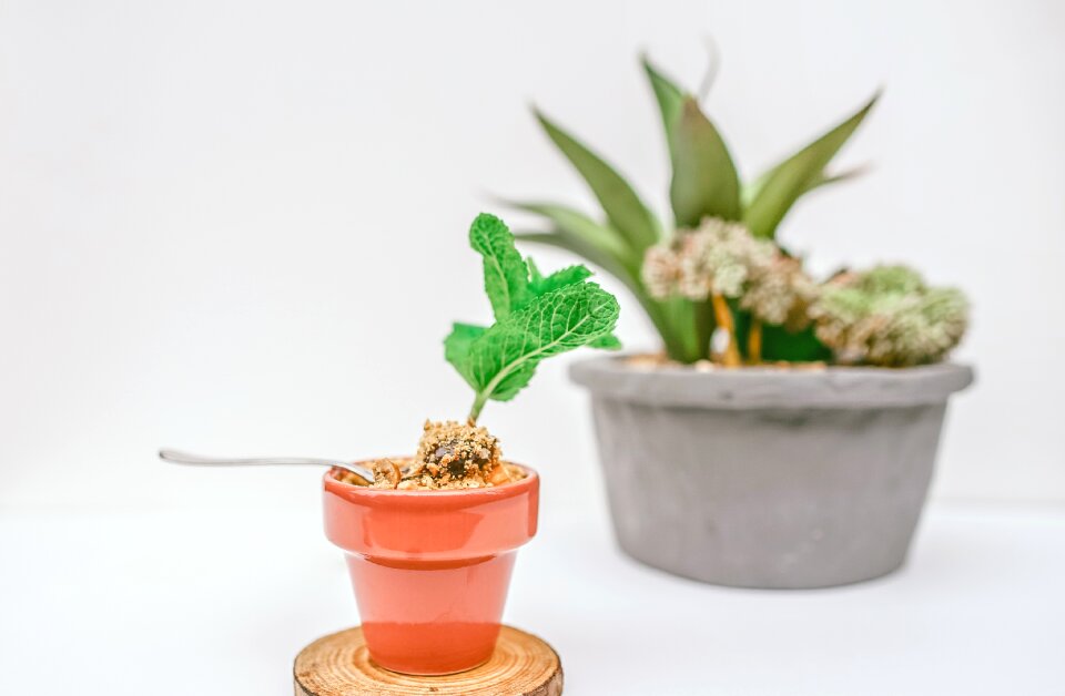 Flower pot nature