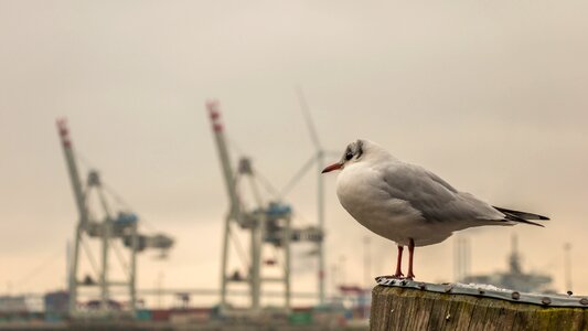 Hamburg north seagull