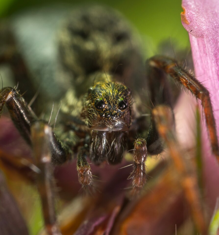 Bespozvonochnoe arachnids macro