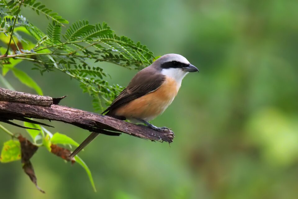Outdoors animal wild