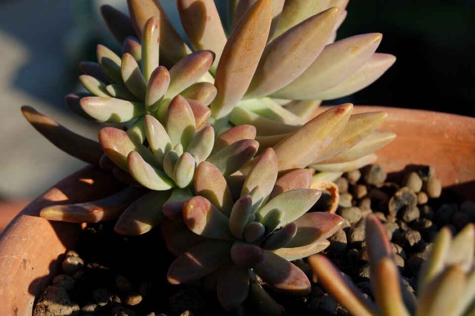 Succulent plant nature Free photos