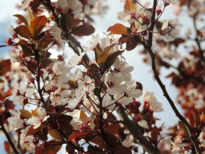 Flower season flora