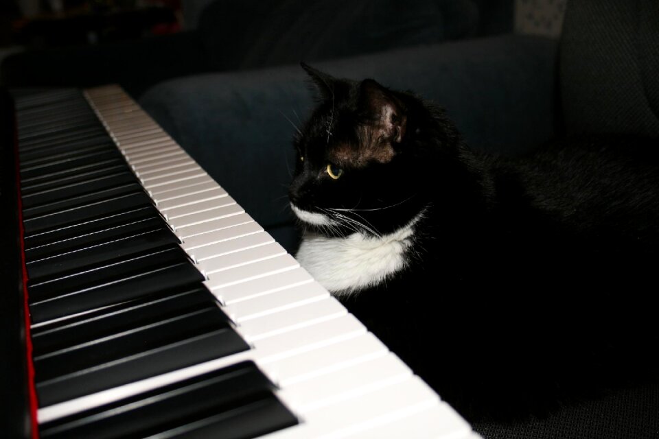 Piano black cat black piano