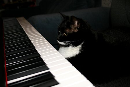 Piano black cat black piano