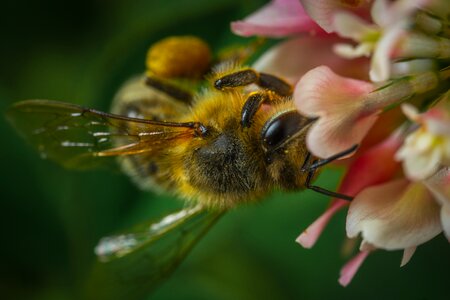 Bee insect macro
