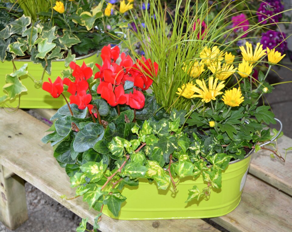 Offer summer flowers romanticism