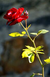 Red red flowers plant
